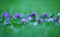 /album/fotogaleria/fleurs-violettes-jpg/